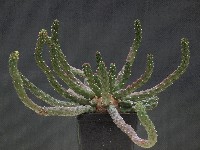 euphorbia inermis