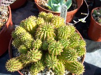 euphorbia suzannae