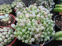 fenestraria