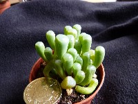 frithia