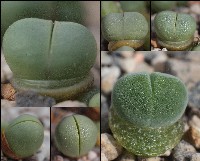 gibbaeum