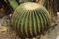 golden barrel cactus