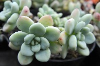 graptoveria