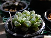 haworthia truncata