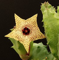 huernia zebrina