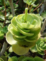 portulaca
