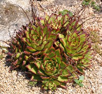 red edge echeveria