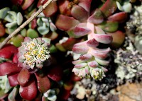 sedum crassulaceae