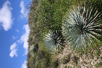 yucca