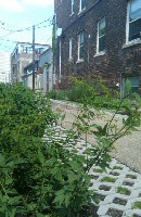 Detroit Green Alley