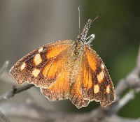American Snout Butterfly