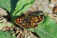 Arctic Skipper