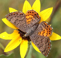 Ares Metalmark Butterfly