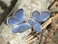 Blue Copper Butterfly