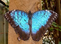 Blue Morpho Butterfly