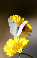 Cabbage White Butterfly
