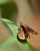 Clouded Skipper Butterfly