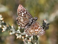 Desert Checkered-Skipper