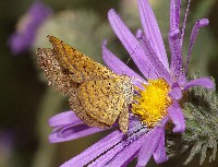 Fatal Metalmark