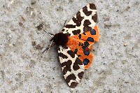 Garden Tiger Moth