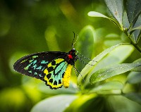 Goliath Birdwing Butterfly
