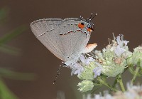 Gray Hairstreak Butterfly