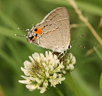 Gray Hairstreak Butterfly
