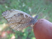 Gray Marble Butterfly