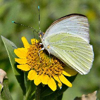 Great Southern White Butterfly