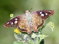 Hammock Skipper Butterfly
