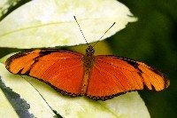 Julia Butterfly