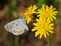 Karner blue butterfly (Lycaeides melissa samuelis)