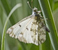 Large Marble Butterfly