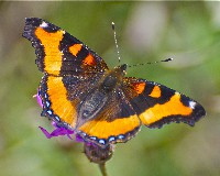 Milbert's Tortoiseshell