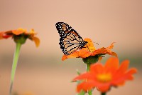 Monarch Butterfly