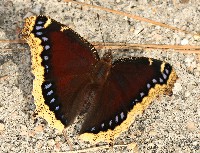 Mourning Cloak Butterfly