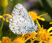 Northern Blue