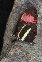 Postman Butterfly