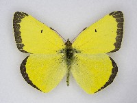 Queen Alexandra Butterfly