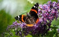 Red Admiral Butterfly
