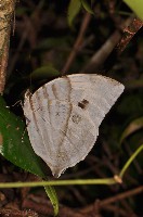Saturn Butterfly