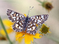 Sonoran Metalmark