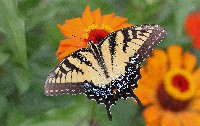 Tiger Swallowtail Butterfly