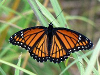 Viceroy Butterfly