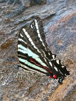 Zebra Swallowtail Butterfly