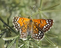 langes-metalmark.jpg