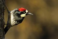 Acorn Woodpecker
