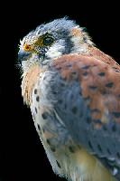 American Kestrel