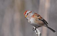 American Tree Sparrow
