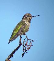 Annas Hummingbird